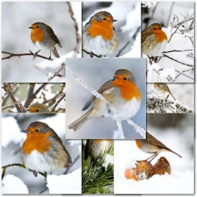 Image of doodlecards Pack of 10 Mixed Robins Premium Square Christmas Cards. Printed in UK, Quality &amp; 100% Recyclable.
