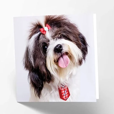 Image of Maturi Shih Tzu Dog Photographic Blank Birthday Greetings Card, 15.5 x cm