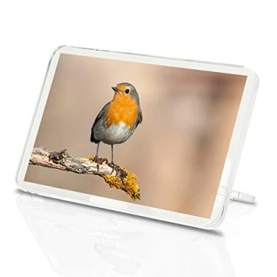 Image of 1 x Fridge Magnet Beautiful Red Robin Bird Classic Natural Garden Kids #2062