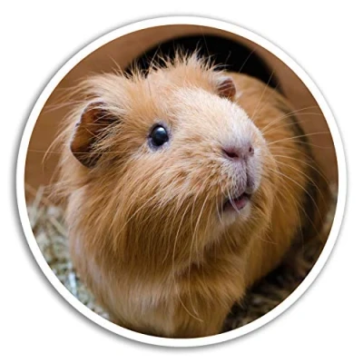 Image of 2 x 10cm Cute Ginger Guinea Pig Vinyl Stickers Sticker Laptop Luggage #18054 (10cm Wide)