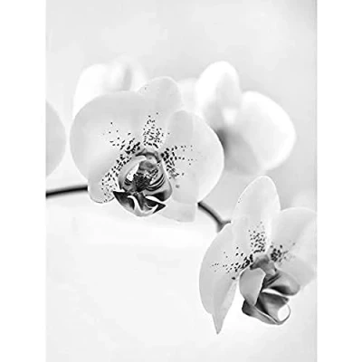 Image of Wee Blue Coo Orchid Flower Black White Photo Art Large Print Poster Wall Decor 18x24 inch