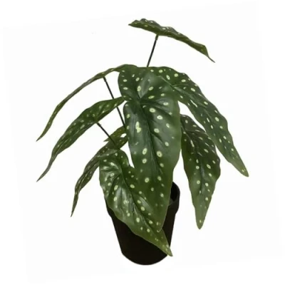 Image of Leaf Design UK Realistic Artificial Foliage Plant with Pot, Begonia Maculata Black, 35cm
