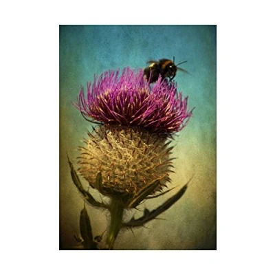 Image of Wee Blue Coo Photo Bumble Bee Thistle Flower Scotland Picture Wall Art Print