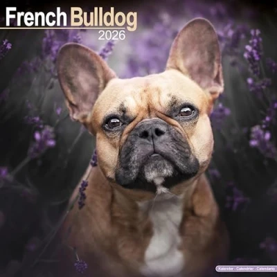 Image of French Bulldog Calendar 2026