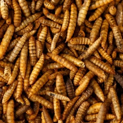 Image of Premium Dried Calci Worms 10L (10L bag)
