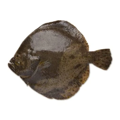 Image of Fresh Whole Turbot 2 3kg