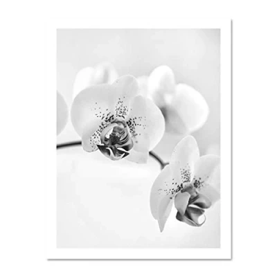 Image of Wee Blue Coo Orchid Flower Black White Photo Art Large Framed Print Poster Wall Decor 18x24 inch