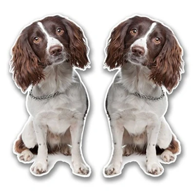 Image of 2 x 10cm/100mm Springer Spaniel Vinyl Sticker Decal Laptop Travel Luggage Car Bike Sign Fun #6291