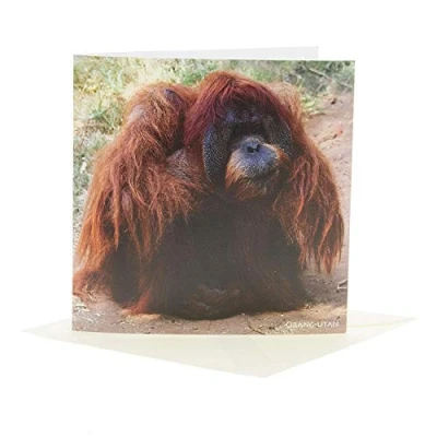 Image of Orang utan Greeting Card with SOUND. Mammal noise plays when you open this card. Blank on the inside making it perfect for many occasions and a unique gift idea.