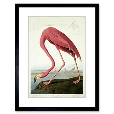 Image of Wee Blue Coo 9x7 &#039;&#039; AUDUBON AMERICAN FLAMINGO ZOOLOGY FRAMED ART PRINT F97X402