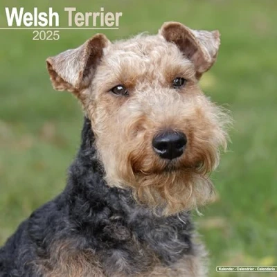 Image of Welsh Terrier 2025 Square Wall Calendar Dog Breed Calendar: Original Avonside Kalender [Mehrsprachig] [Kalender]