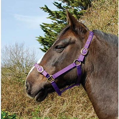 Image of Rhinegold Nylon Headcollar Cob Purple