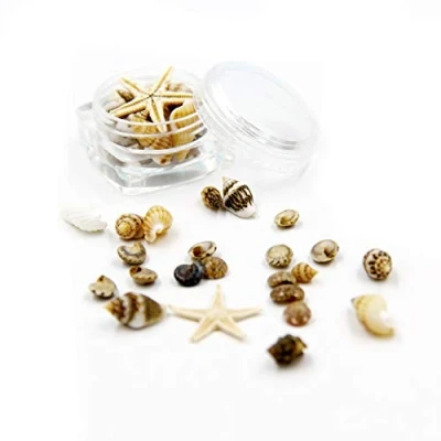 Image of Mixed Beach Seashells Natural Large Conch for Shell Colorful Sea Party Fish Ta