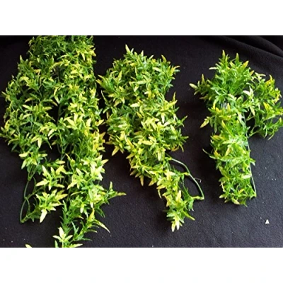 Image of Komodo croton plant