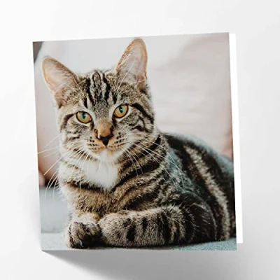 Image of Maturi Tabby Cat Photographic Blank Birthday Greetings Card, 15.5 x cm