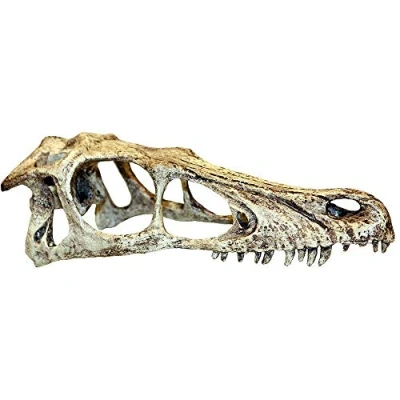Image of Komodo Raptor Skull, Small