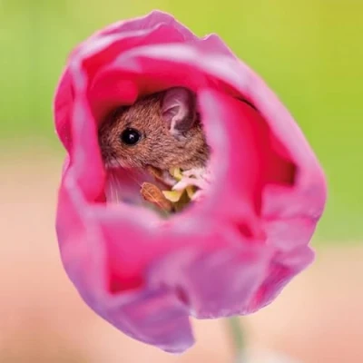 Image of Abacus Cards Male/Female General Greeting Card Harvest Mouse Inside Tulip Flower Suitable for Birthdays and Other Occasions The BBC Springwatch Range