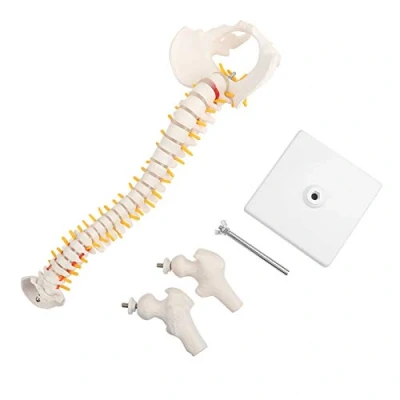 Image of 38cm Human Spine Model, Removable Flexible Vertebral Column Model for Skeleton Anatomy Study Teaching