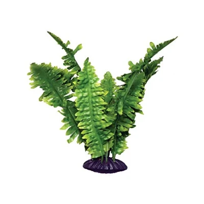 Image of Komodo Boston Fern, 25 cm, Green