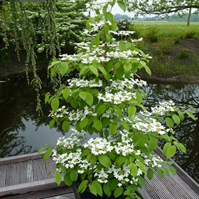 Image of Japanese Snowball Viburnum Large Potted Plant Hardy Outdoor Flowering Shrubs Garden Plants Flowers for the Outdoors Border or Patio Pots 1 x 3.6 Litre Pot &#039;Kilimanjaro&#039; by Thompson and Morgan