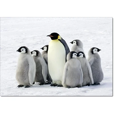 Image of doodlecards Pack of 10 Christmas Cards and Envelopes Wildlife Penquins. Printed in UK, Premium Quality &amp; 100% Recyclable.