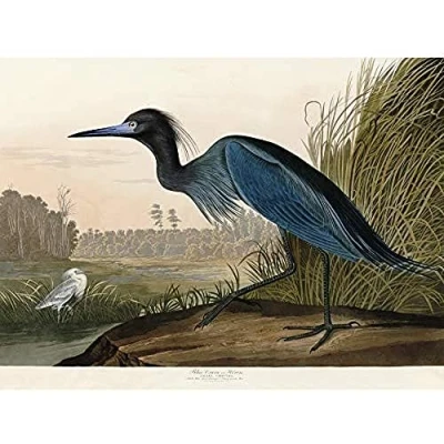 Image of Artery8 Audubon Birds America Blue Crane Art Print Canvas Premium Wall Decor Poster Mural