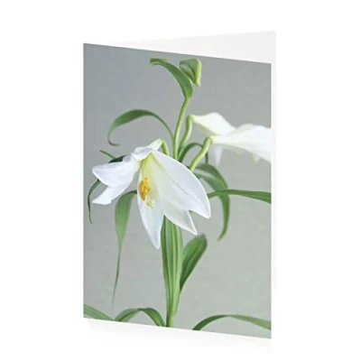 Image of ArtPress Gentleness Lily Sympathy Greeting Card (12 x 17 cm)