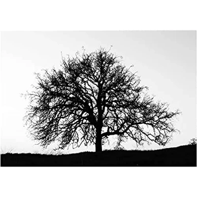 Image of Wee Blue Coo Photo Tree Silhouette Black White Cool Stark Picture Wall Art Print