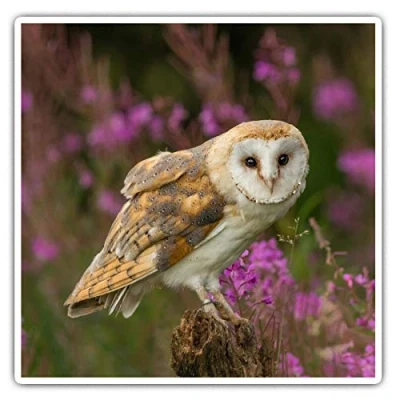 Image of Square Stickers (Set of 2) 10cm Pretty Barn Owl in The Forest Laptop Tablet Luggage Scrapbook #15813