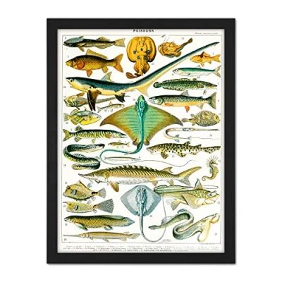 Image of Artery8 Millot Encyclopedia Page Sea Fish Variety Artwork Framed Wall Art Print 18X24 Inch