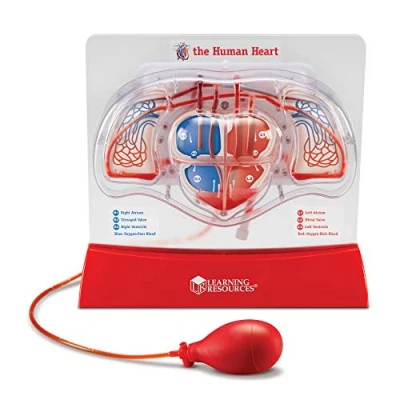 Image of Learning Resources Pumping Heart Model, 12inx11inx5in