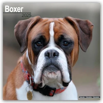 Image of Boxer (Euro) 2025 Square Wall Calendar Dog Breed