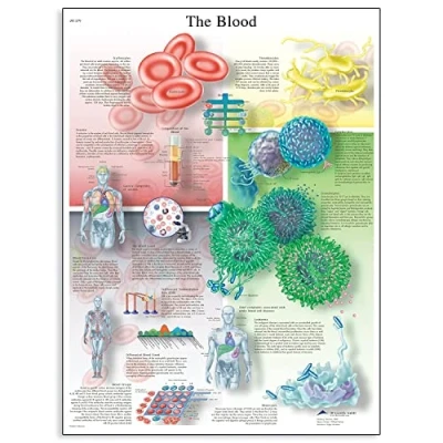 Image of 3B Scientific Human Anatomy The Blood Chart, Paper Version