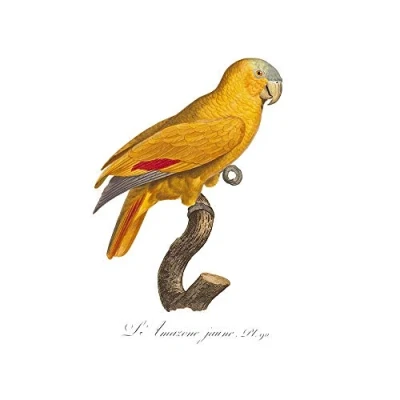 Image of Wee Blue Coo Yellow Amazon Bird Art Print Poster Wall Decor 12X16 Inch