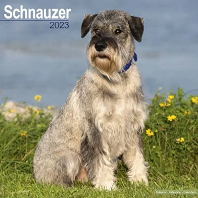 Image of Schnauzer (Euro) Calendar 2023 Square Dog Breed Wall 16 Month