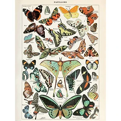 Image of Artery8 Millot Encyclopedia Page Variety Butterflies Large Wall Art Poster Print Thick Paper 18X24 Inch