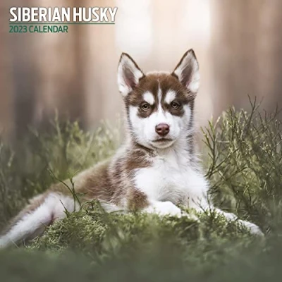 Image of Magnet &amp; Steel Husky 2023 Traditional Calendar, Multi Colour