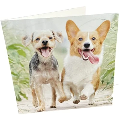 Image of Maturi Happy Dogs Photographic Blank Birthday Greetings Card, 15.5 x cm