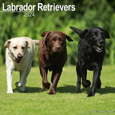 Image of Labrador Ret (Mixed) Calendar 2024 Square Dog Breed Wall 16 Month