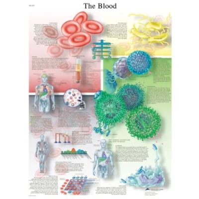 Image of 3B Scientific VR1379L Human Anatomy The Blood Chart, Laminated Version