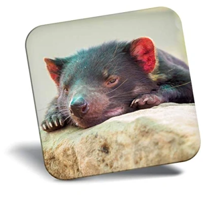 Image of Destination Vinyl ltd Fridge Magnet Sleepy Tasmanian Devil Animal 2202